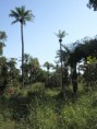/album/photogallery/palms-at-makasutu-jpg/